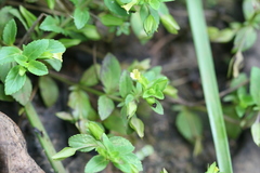 Mecardonia procumbens